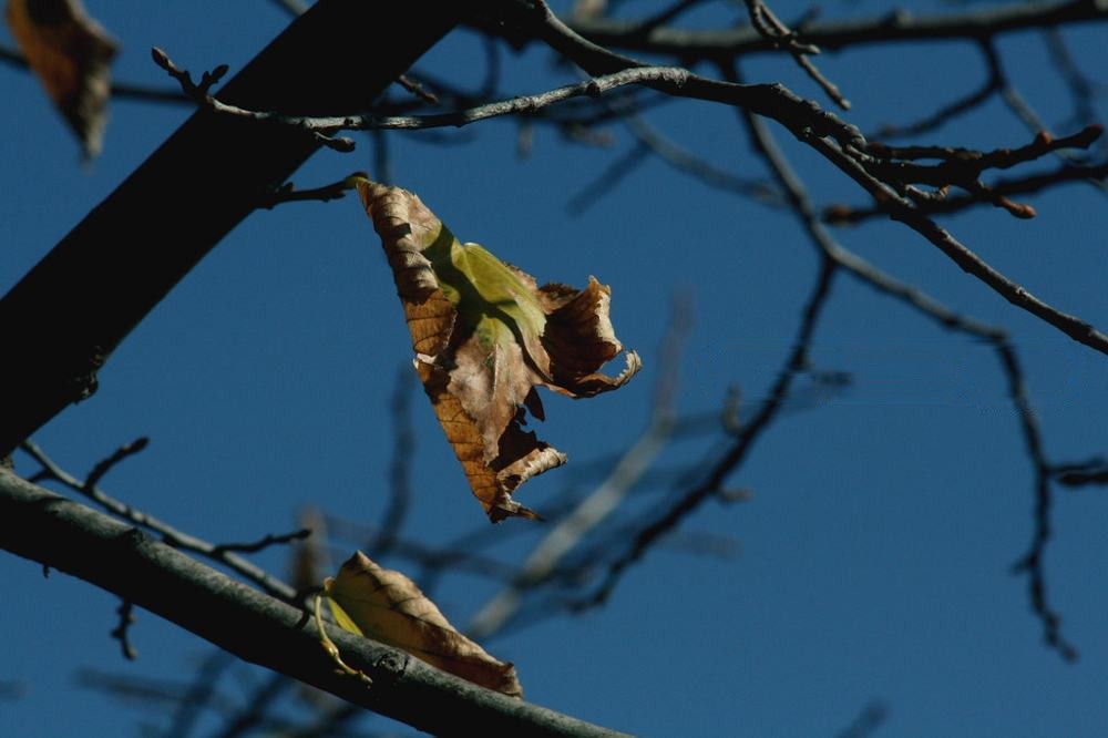 Autum, fotografía de Geo Aragón