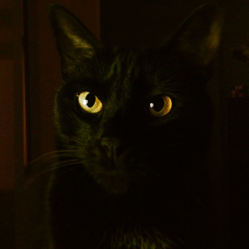 Cat´s ayes at night, fotografía de Geo Aragón