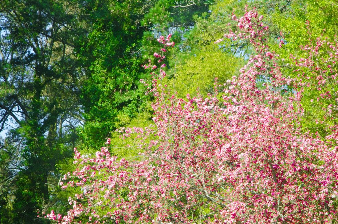 Atlanta y su primavera, fotografía de Geo Aragón (Siguiendo al Conejo Blanco)