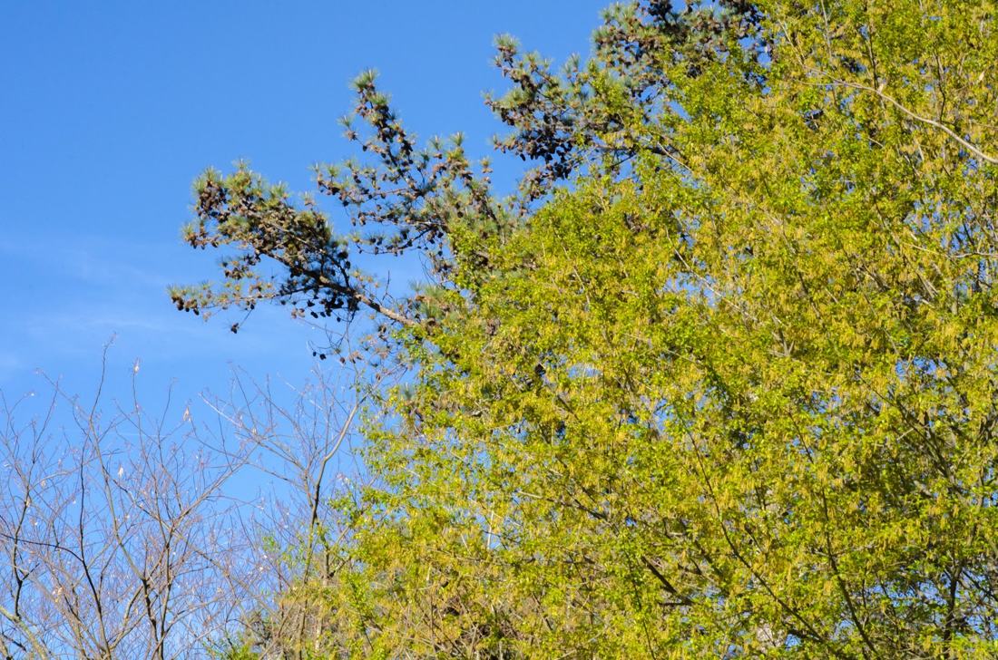 Atlanta y su primavera, fotografía de Geo Aragón (Siguiendo al Conejo Blanco)