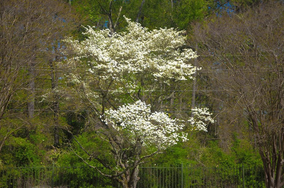 Atlanta y su primavera, fotografía de Geo Aragón (Siguiendo al Conejo Blanco)