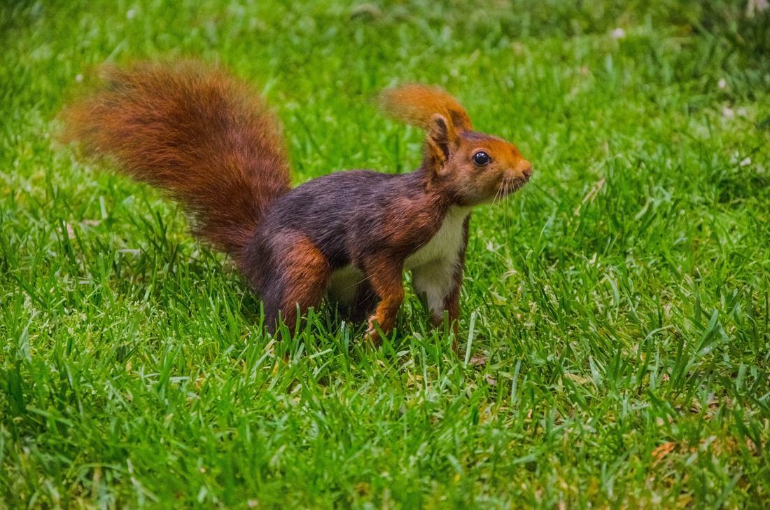 Una ardilla modelo., fotografía de Geo Aragón (Siguiendo al Conejo Blanco)