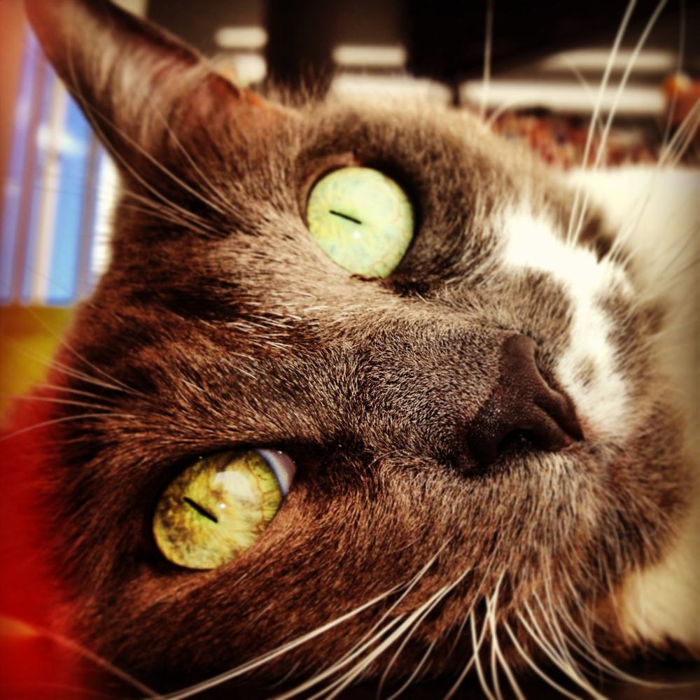 Gray Kat Sleep, fotografía de Geo Aragón