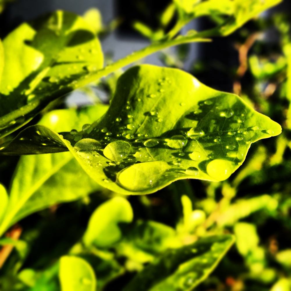 Green after rain, fotografía de Geo Aragón