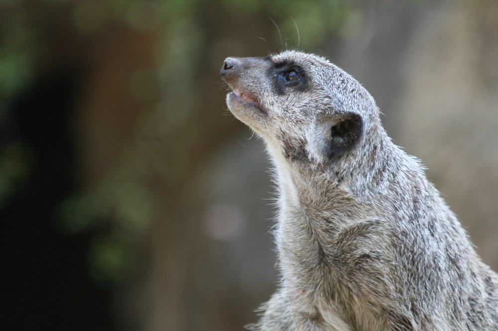 ZOO (471), fotografía de Geo Aragón