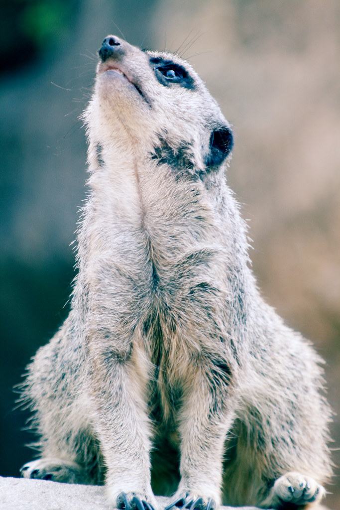 ZOO (475), fotografía de Geo Aragón