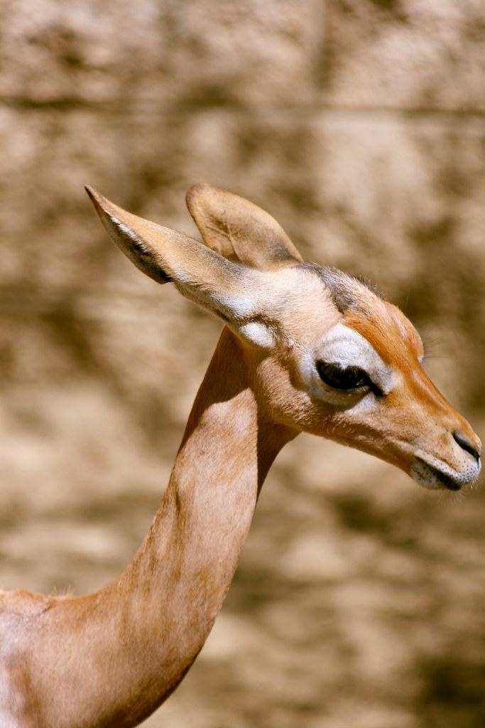 ZOO (616), fotografía de Geo Aragón