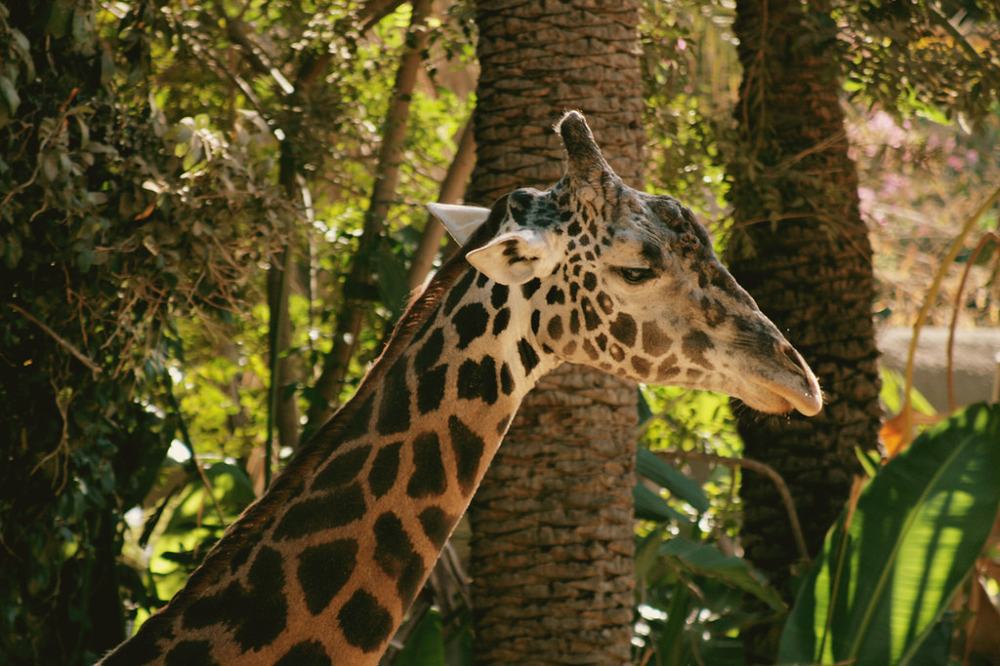 ZOO (92), fotografía de Geo Aragón